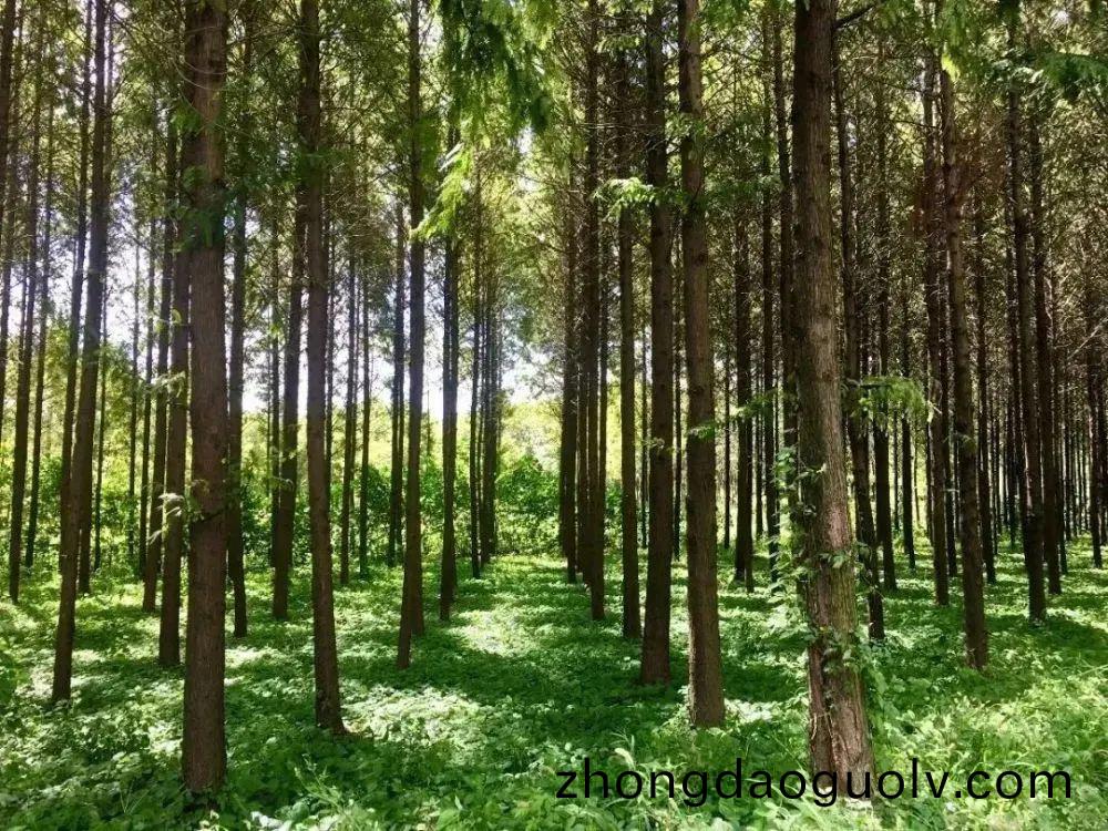 Participate in green actions and protect beautiful homes!